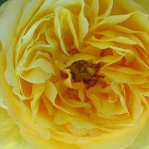 Róże ogrodowe - róża wielkokwiatowa - Hybrid Tea - żółty  - Rosa  Souvenir de Marcel Proust - róża z intensywnym zapachem - Georges Delbard - Jej kwiaty w intensywnym żółtym kolorze są wyjątkowo aromatyczne i bogato pokrywają krzew.